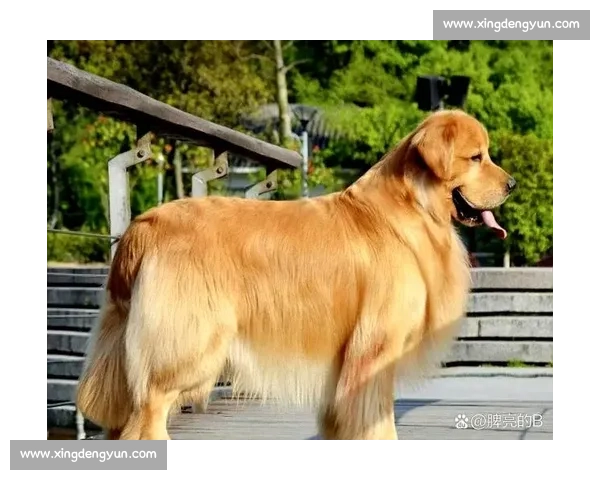 金毛寻回犬比赛精彩瞬间及训练技巧全面解析与赏析 金毛寻回犬比赛精彩瞬间及训练技巧全面解析与赏析